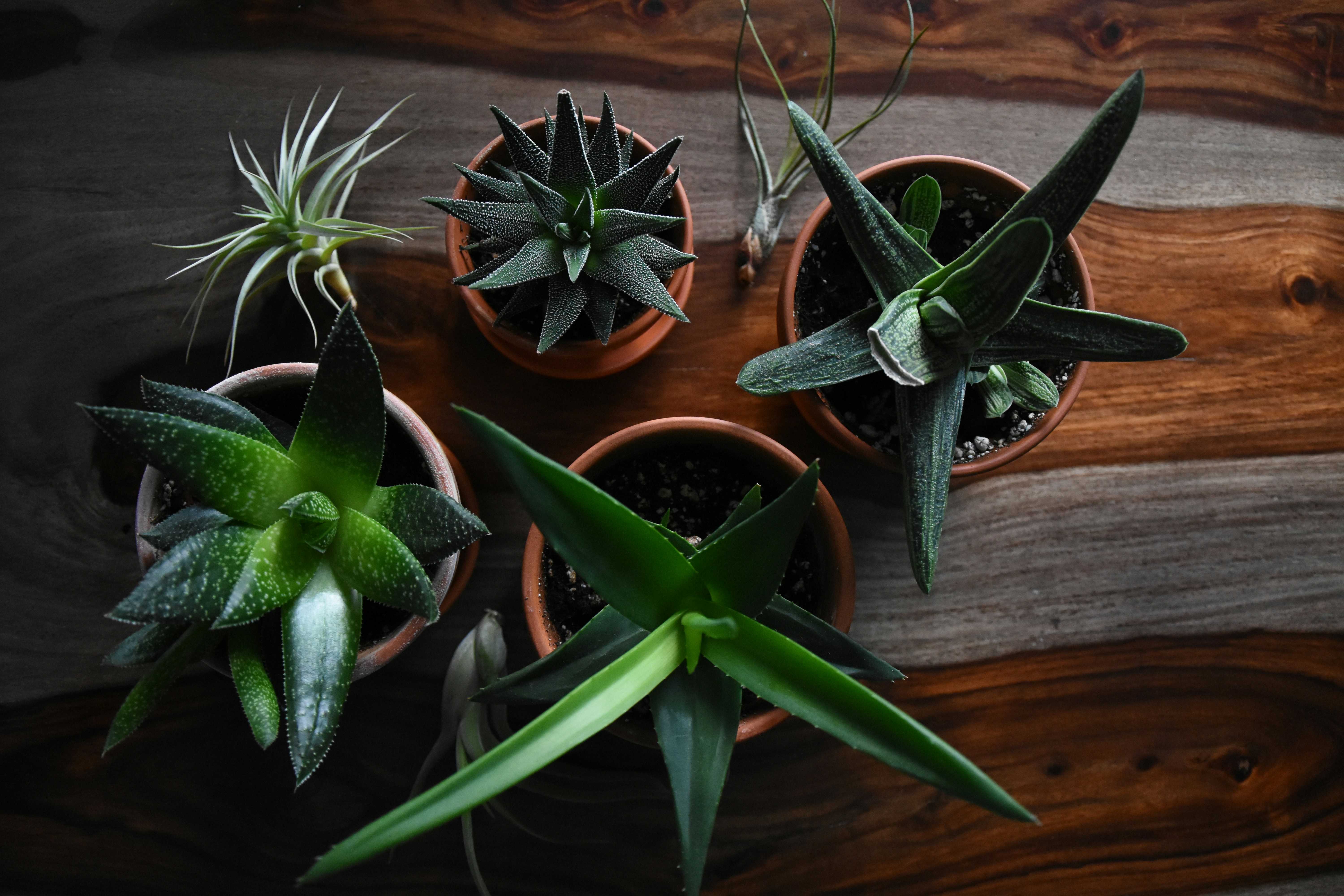 Top Houseplants for a Healthier Home: Purify Air, Boost Well-Being, and Add Greenery