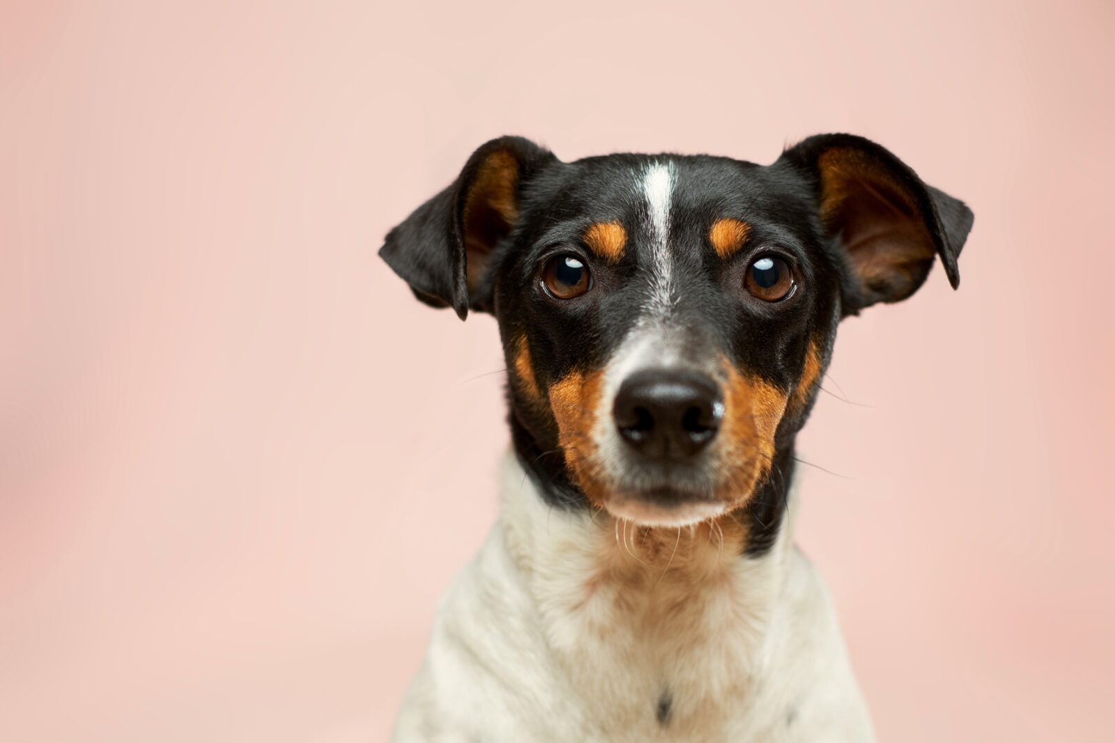 Adopting vs. Buying: Why Animal Shelters Should Be Your First Choice