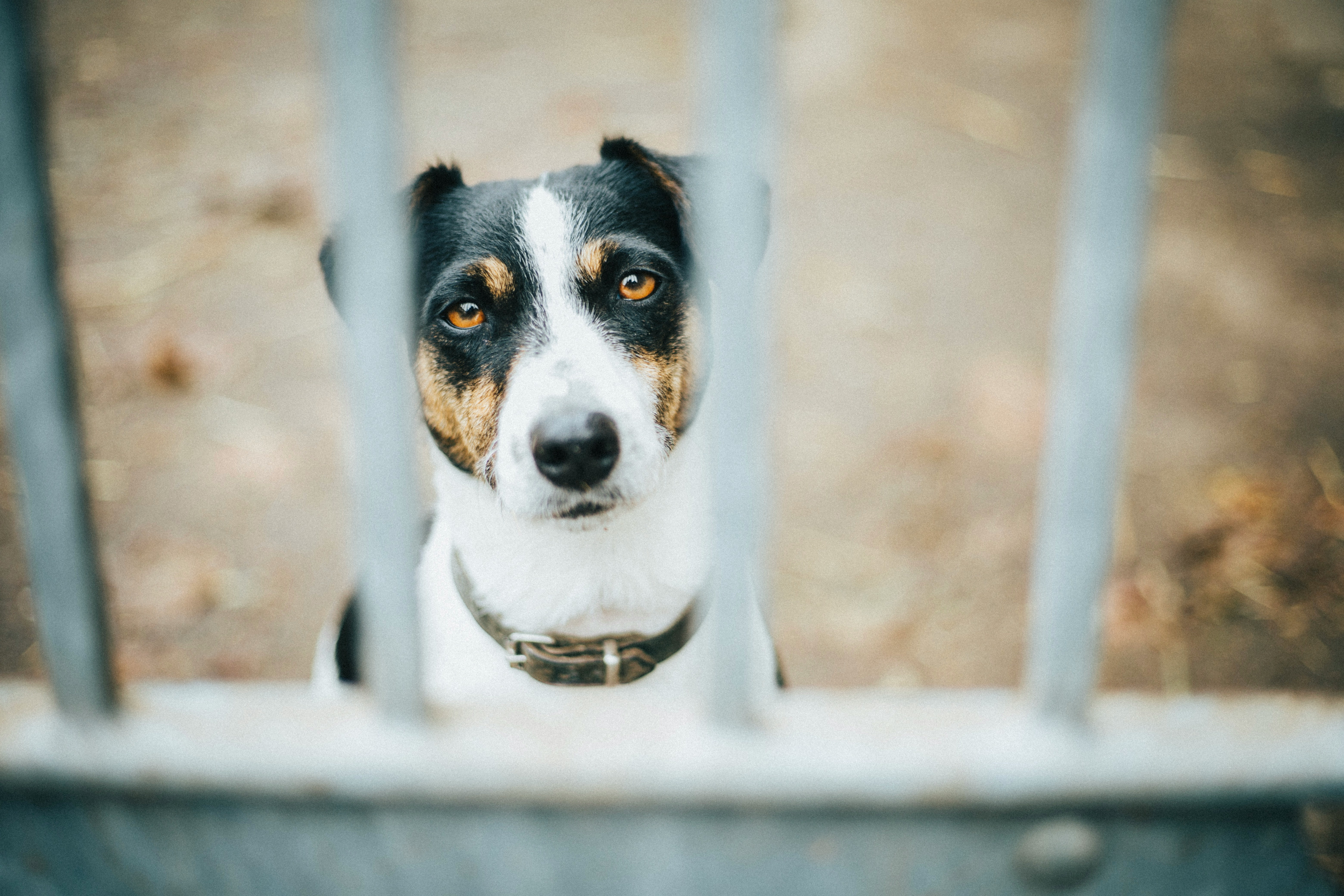 Understanding Animal Cruelty: Signs, Prevention, and Reporting